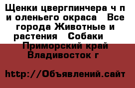 Щенки цвергпинчера ч/п и оленьего окраса - Все города Животные и растения » Собаки   . Приморский край,Владивосток г.
